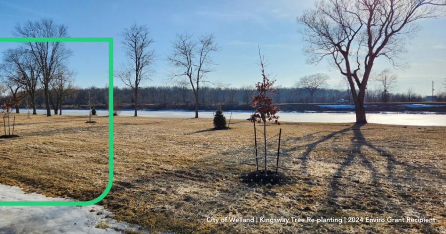 Trees are planted in Welland as a result of a grant given by NCF in 2024