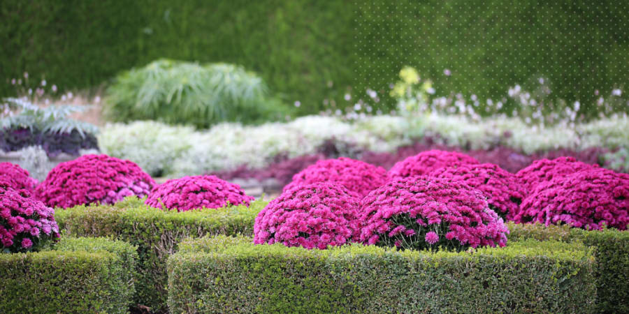 Karen Stearne's garden