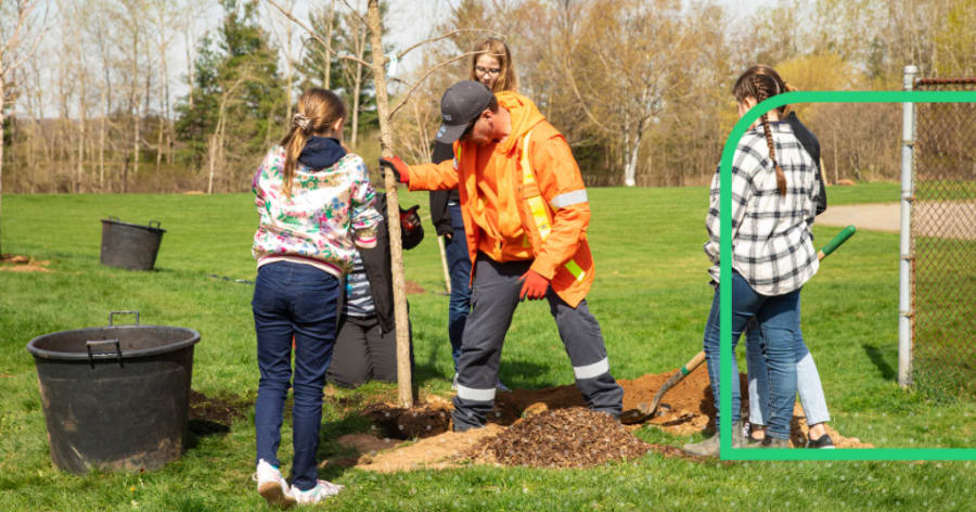People are planting a young tree outside.