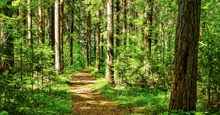 Summertime, forest with path leading into it. 