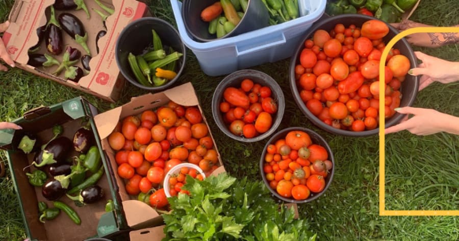 An assortment of freshly picked tomatoes, eggplants, and other produce.