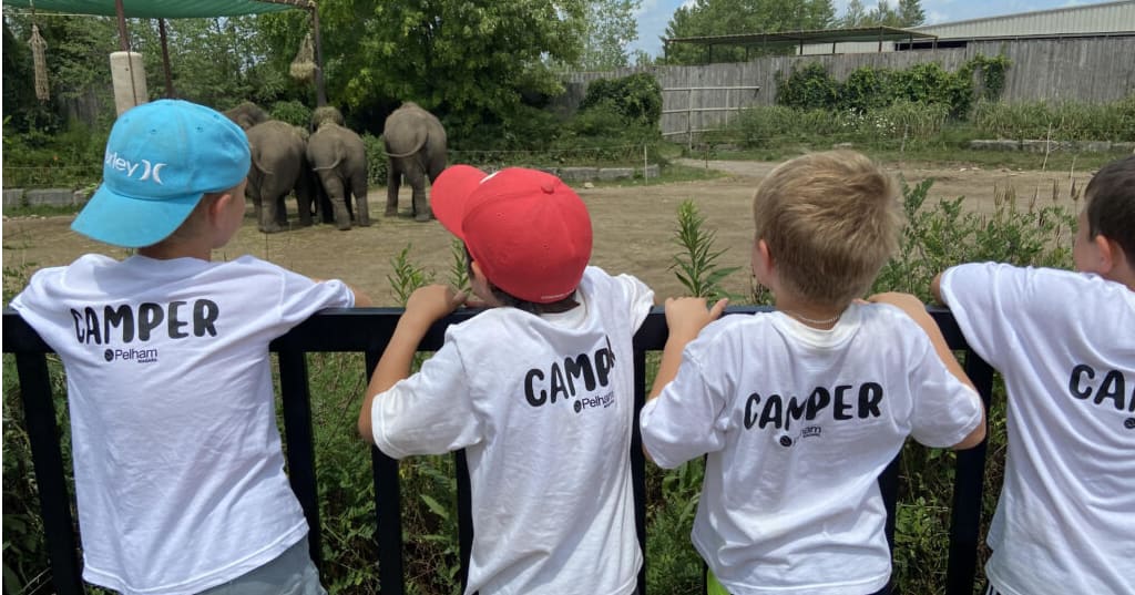 Children from Pelham summer camp looking at elephants.