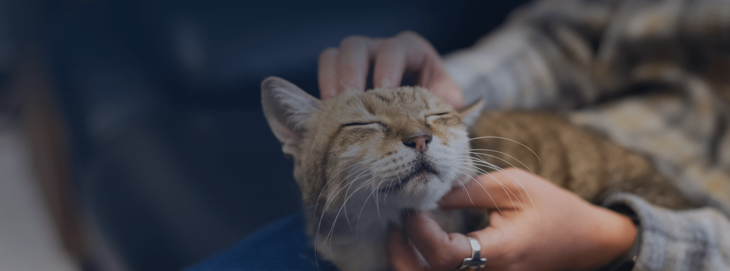 relaxed cat getting a head scratch from a girl